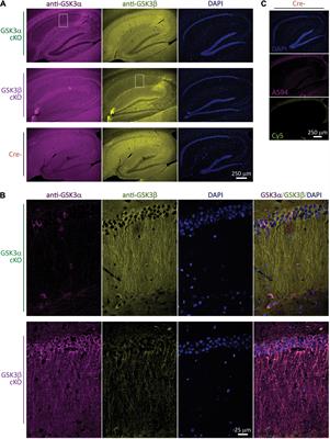 Specific Role for GSK3α in Limiting Long-Term Potentiation in CA1 Pyramidal Neurons of Adult Mouse Hippocampus